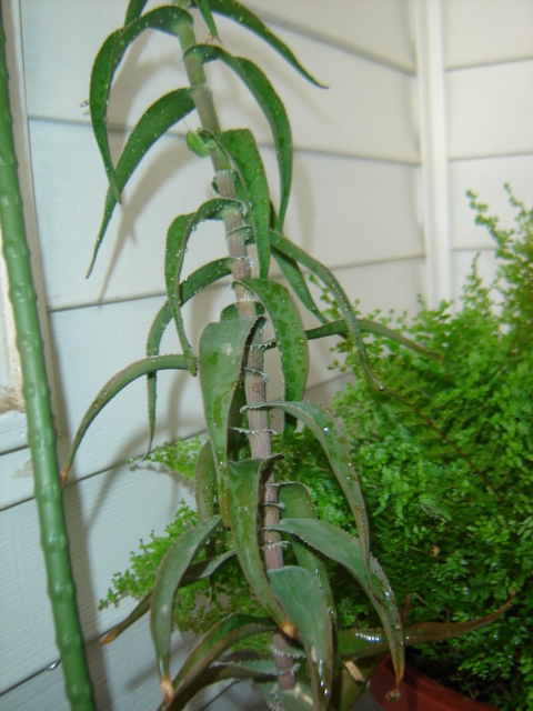 [Foto de planta, jardin, jardineria]