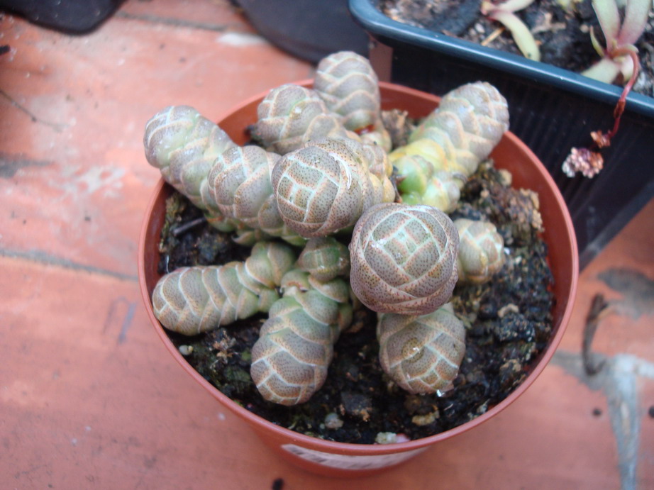[Foto de planta, jardin, jardineria]