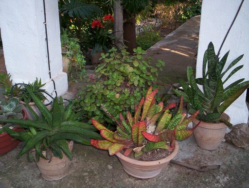 [Foto de planta, jardin, jardineria]