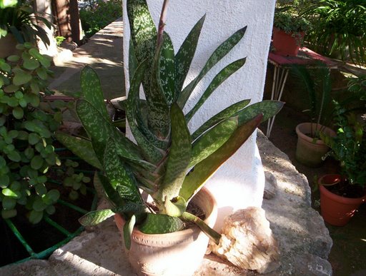 [Foto de planta, jardin, jardineria]