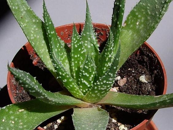 [Foto de planta, jardin, jardineria]