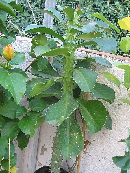 [Foto de planta, jardin, jardineria]