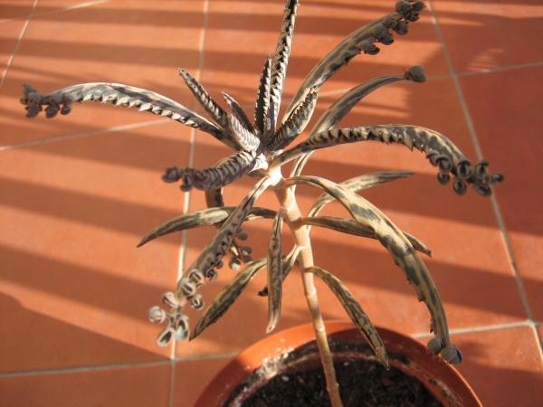 [Foto de planta, jardin, jardineria]