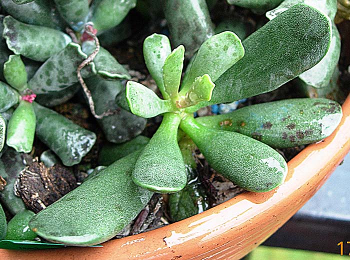 [Foto de planta, jardin, jardineria]