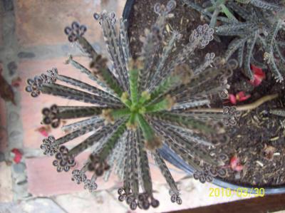 [Foto de planta, jardin, jardineria]