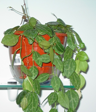 [Foto de planta, jardin, jardineria]