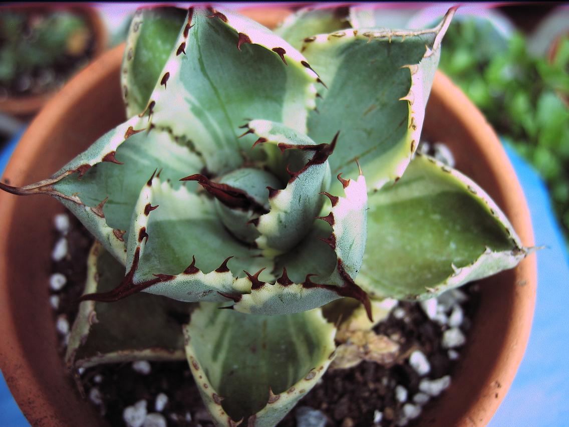 [Foto de planta, jardin, jardineria]