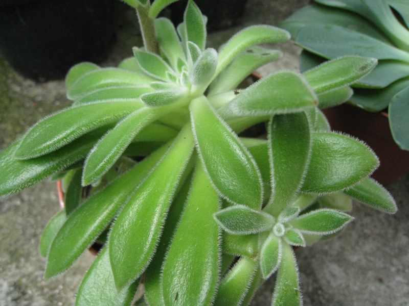 [Foto de planta, jardin, jardineria]