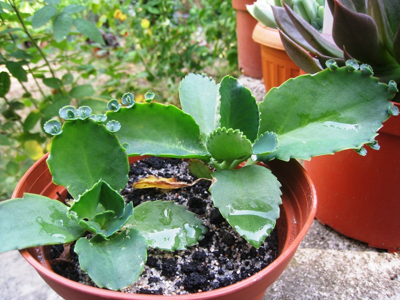 [Foto de planta, jardin, jardineria]