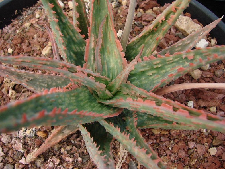 [Foto de planta, jardin, jardineria]