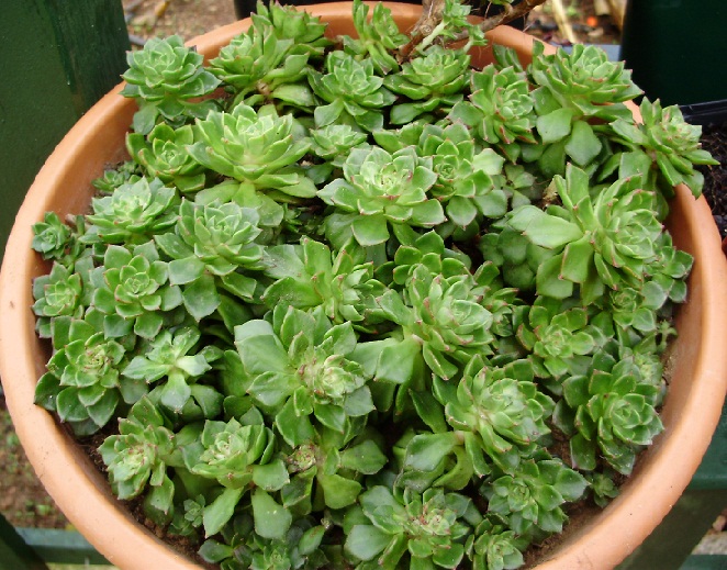 [Foto de planta, jardin, jardineria]