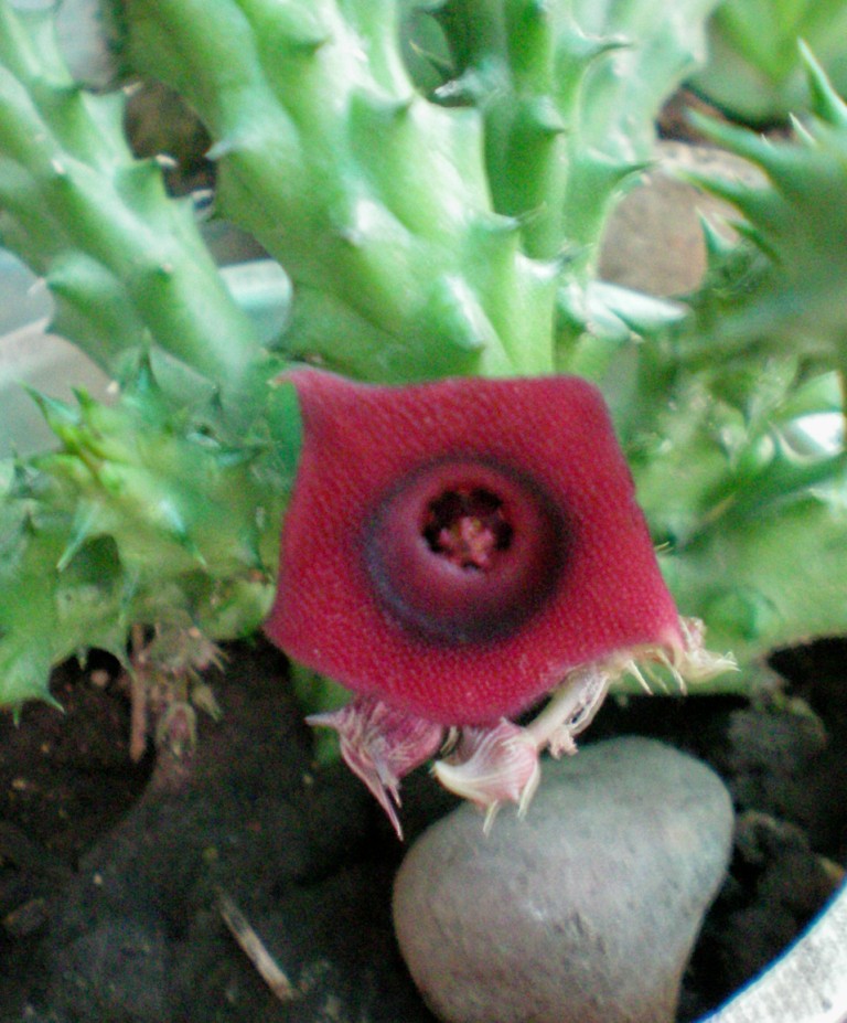 [Foto de planta, jardin, jardineria]