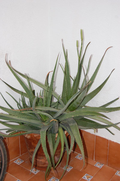 [Foto de planta, jardin, jardineria]