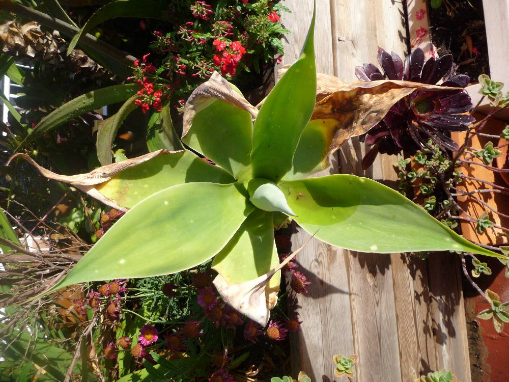 [Foto de planta, jardin, jardineria]