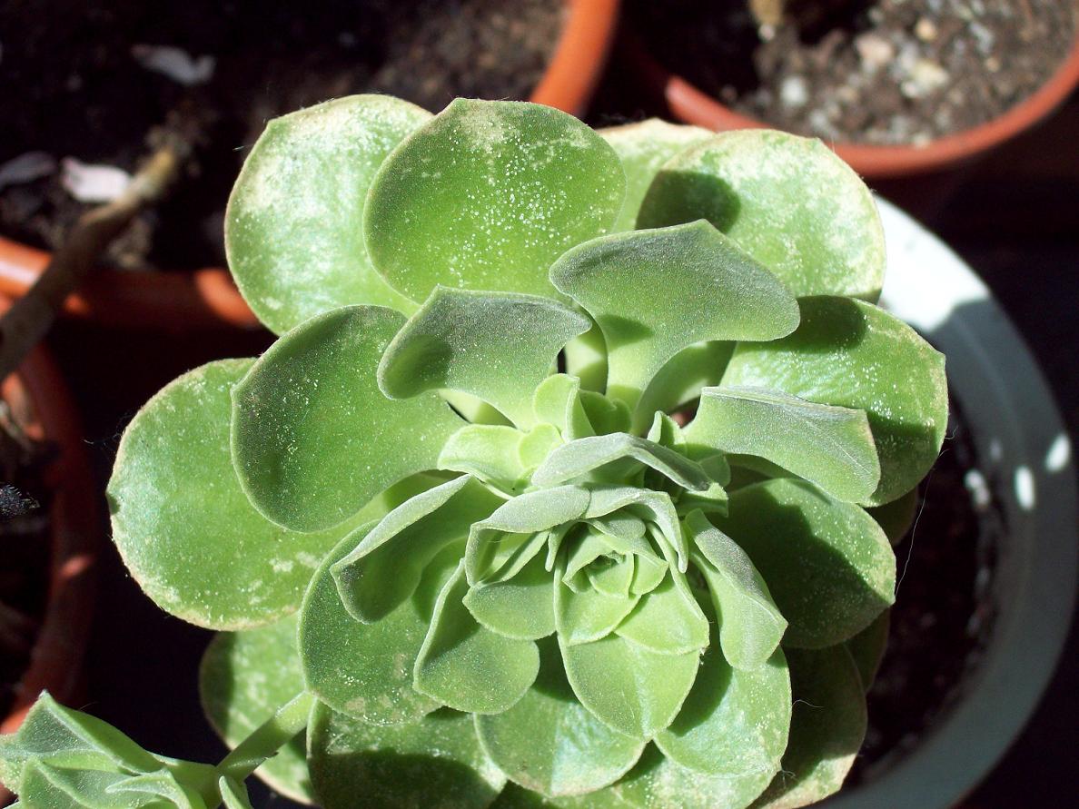 [Foto de planta, jardin, jardineria]