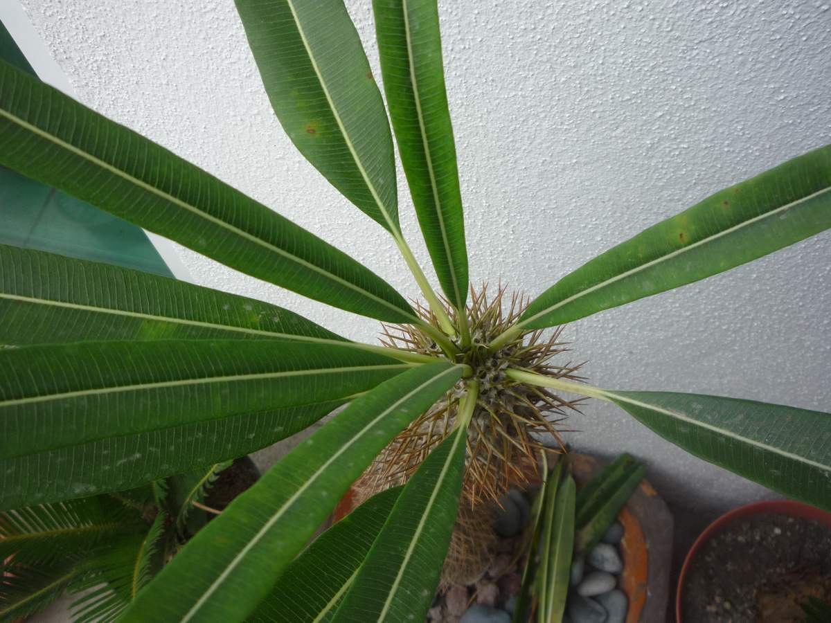 [Foto de planta, jardin, jardineria]
