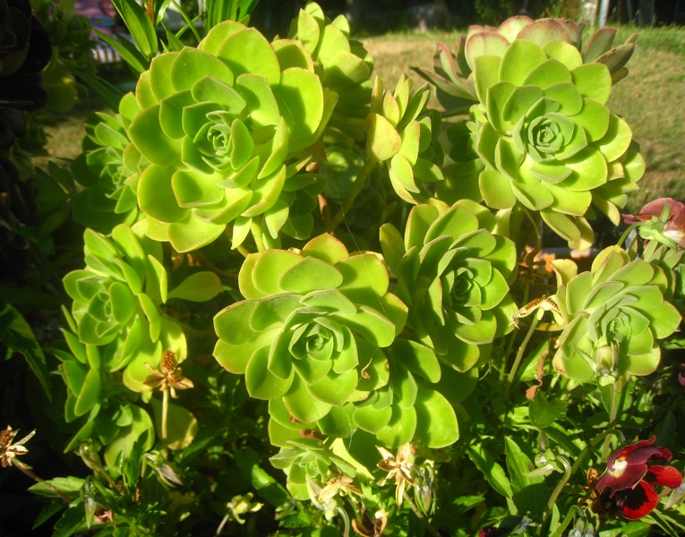 [Foto de planta, jardin, jardineria]