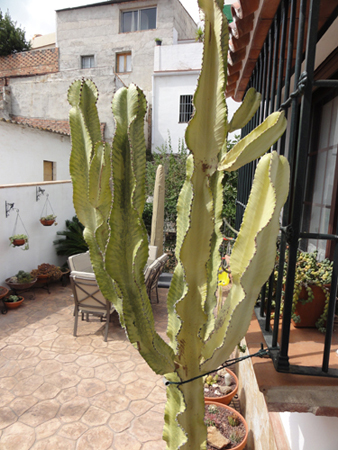 [Foto de planta, jardin, jardineria]