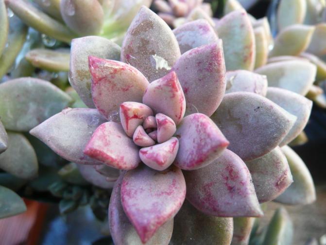 [Foto de planta, jardin, jardineria]