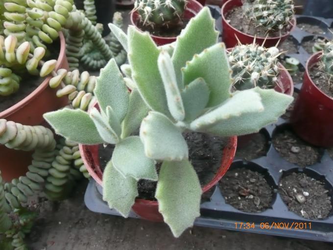 [Foto de planta, jardin, jardineria]