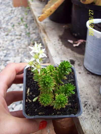 [Foto de planta, jardin, jardineria]