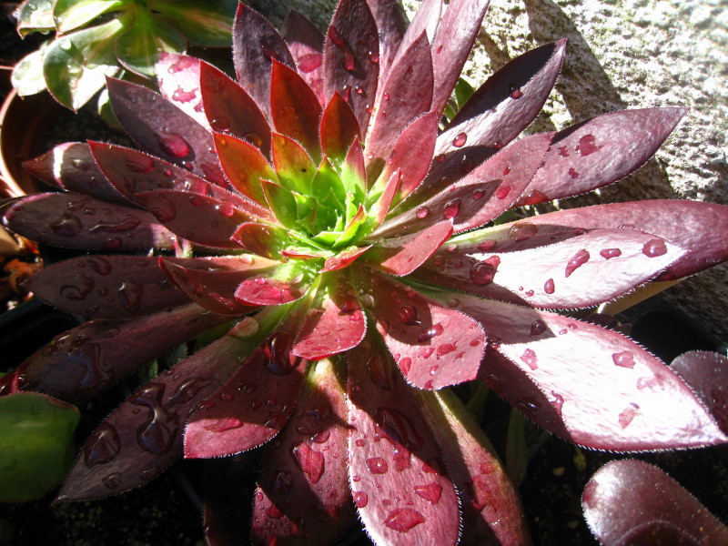 [Foto de planta, jardin, jardineria]