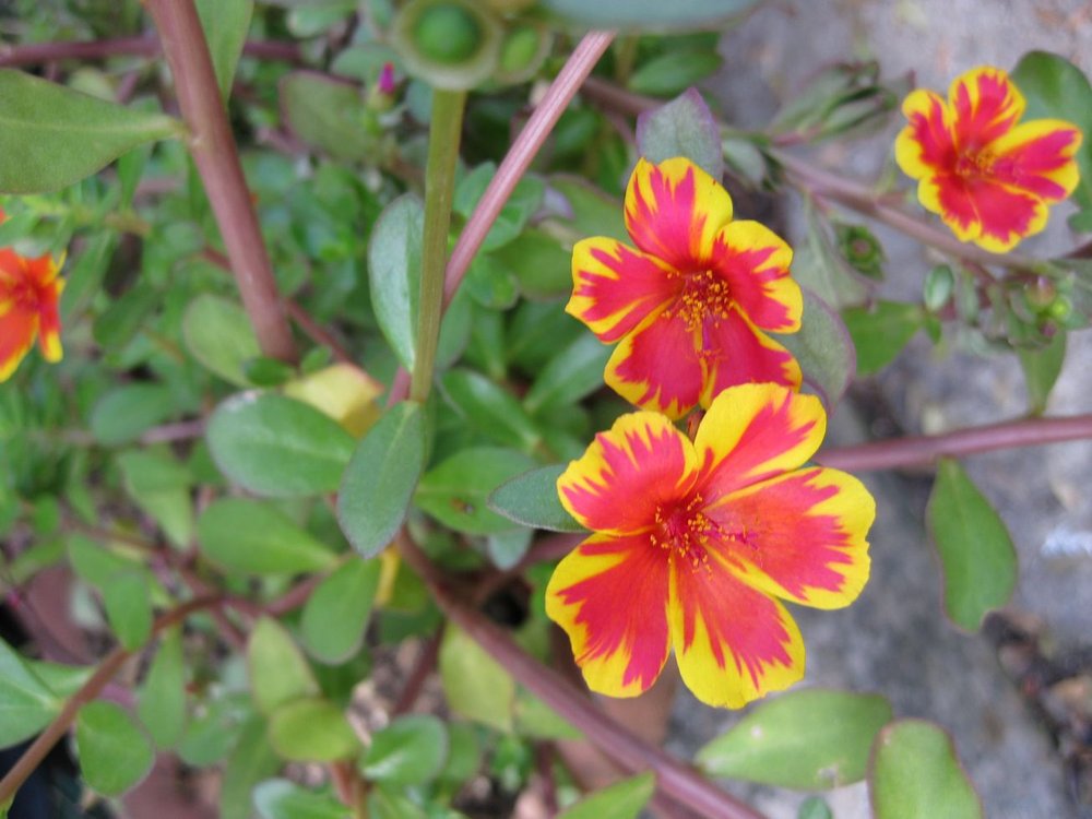 [Foto de planta, jardin, jardineria]