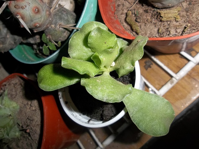 [Foto de planta, jardin, jardineria]