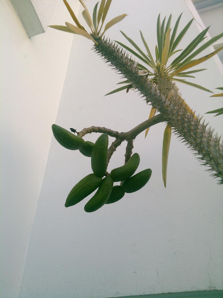 [Foto de planta, jardin, jardineria]