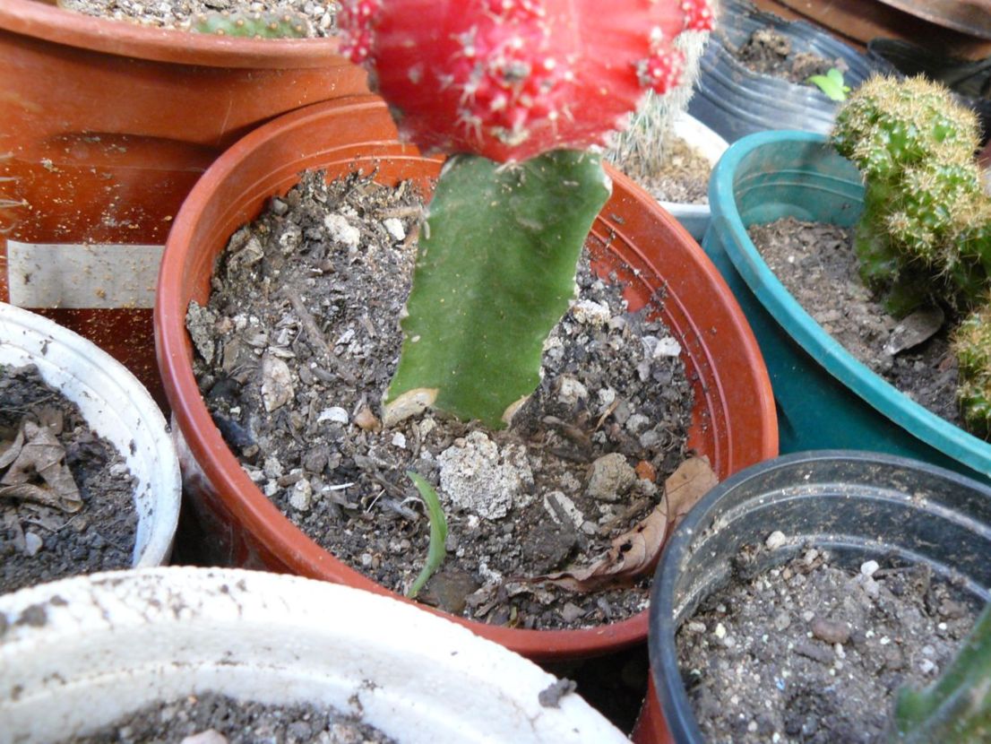 [Foto de planta, jardin, jardineria]