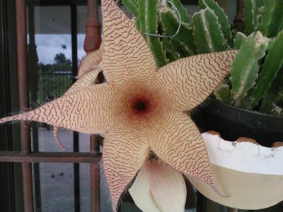 [Foto de planta, jardin, jardineria]