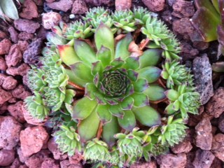 [Foto de planta, jardin, jardineria]
