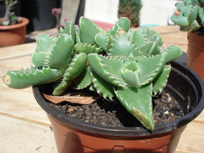 [Foto de planta, jardin, jardineria]