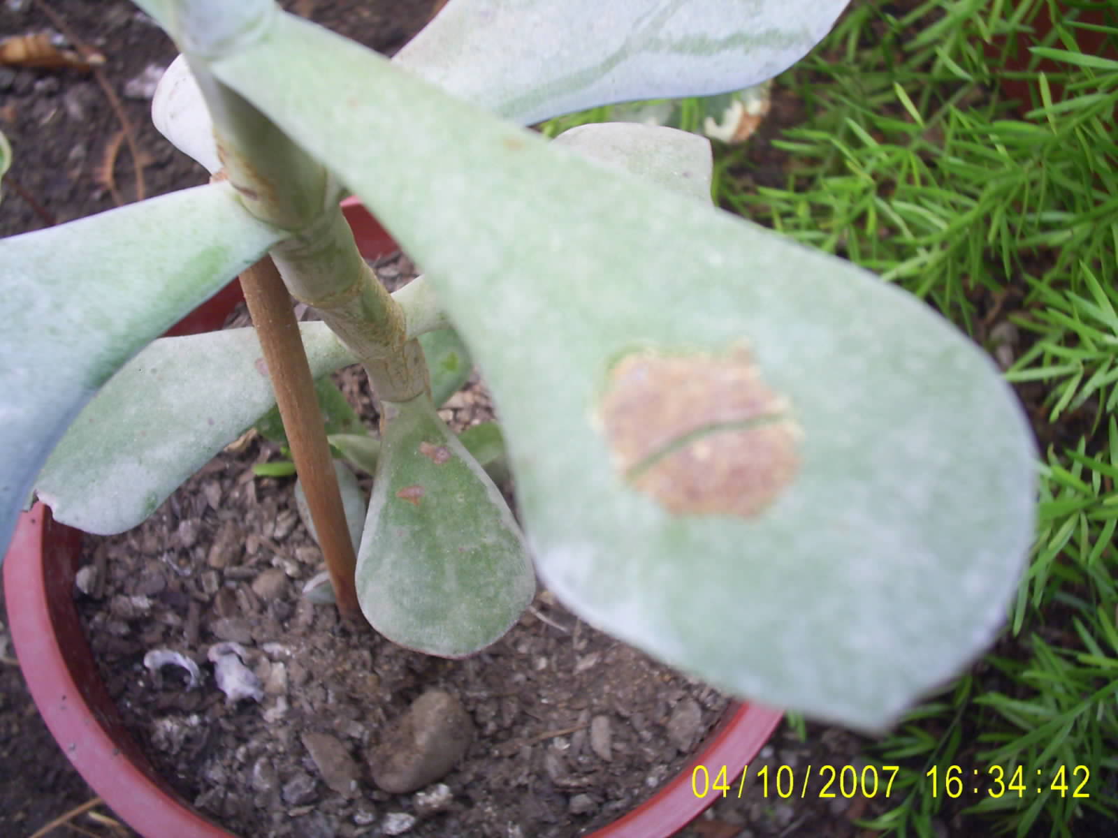 [Foto de planta, jardin, jardineria]