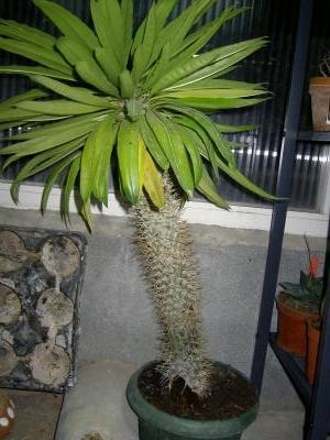 [Foto de planta, jardin, jardineria]