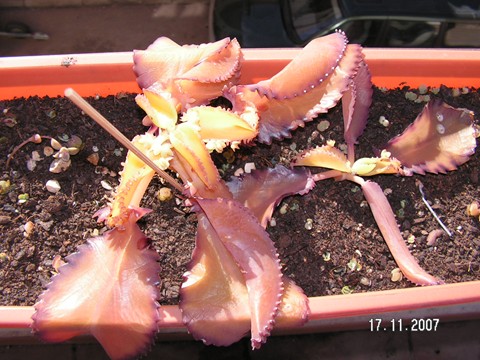 [Foto de planta, jardin, jardineria]