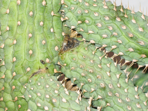[Foto de planta, jardin, jardineria]