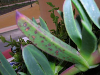[Foto de planta, jardin, jardineria]