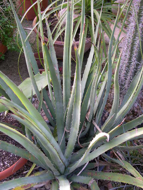 [Foto de planta, jardin, jardineria]