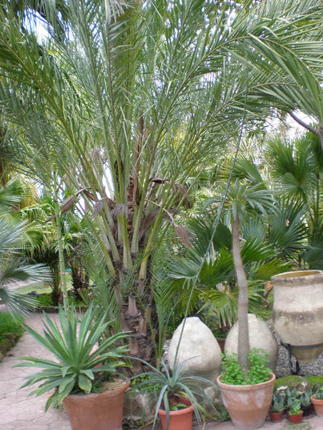 [Foto de planta, jardin, jardineria]