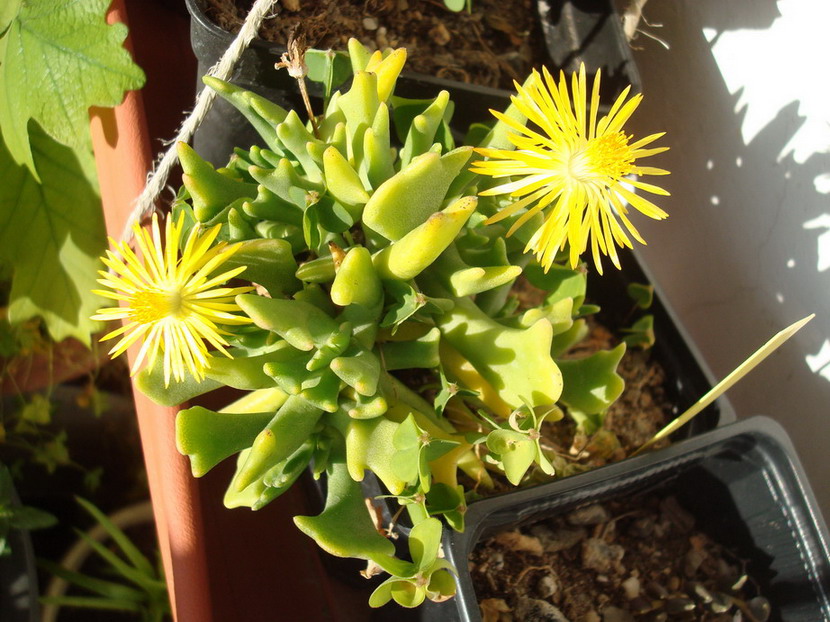 [Foto de planta, jardin, jardineria]