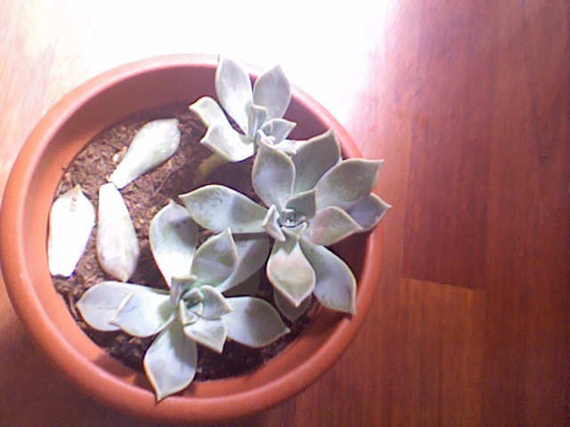 [Foto de planta, jardin, jardineria]