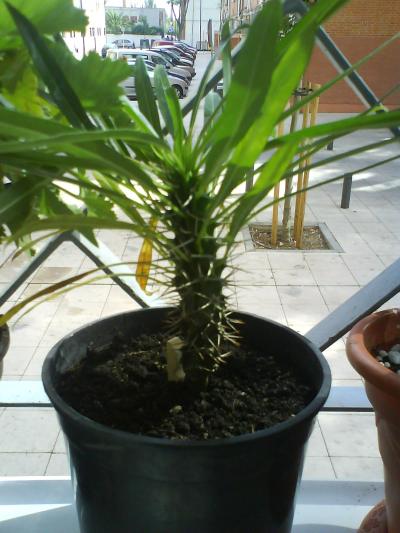 [Foto de planta, jardin, jardineria]