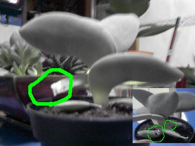 [Foto de planta, jardin, jardineria]