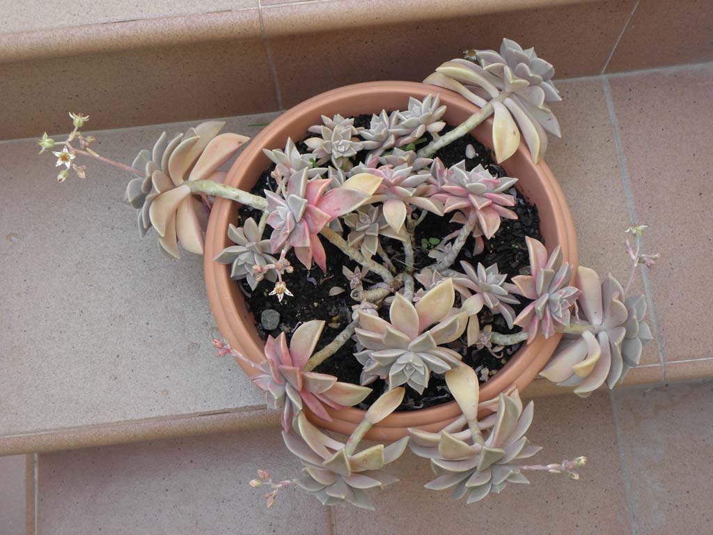 [Foto de planta, jardin, jardineria]