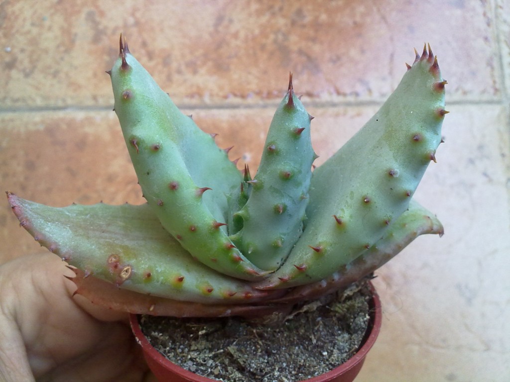 [Foto de planta, jardin, jardineria]