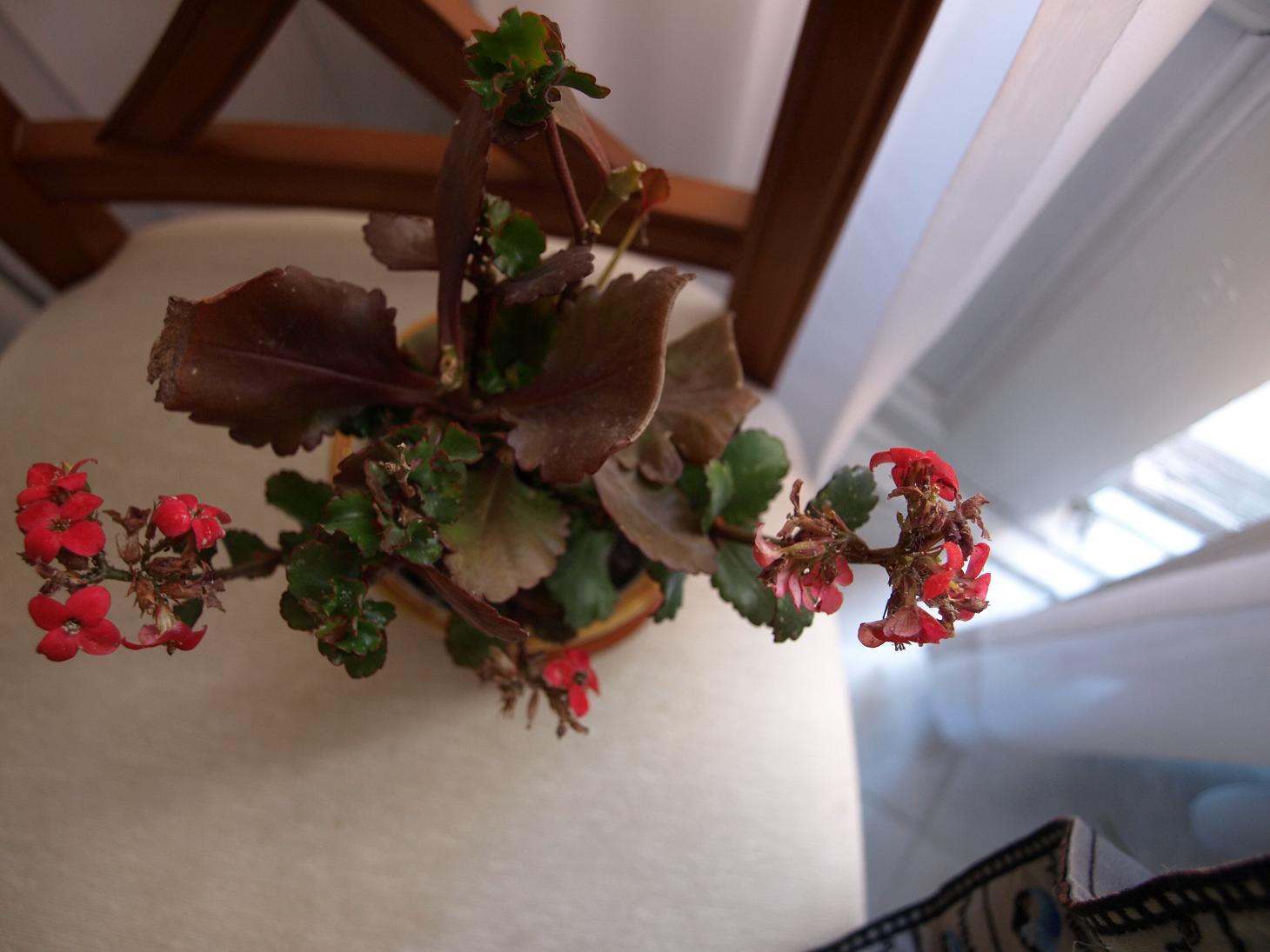 [Foto de planta, jardin, jardineria]