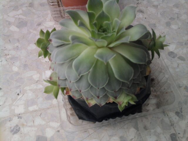 [Foto de planta, jardin, jardineria]