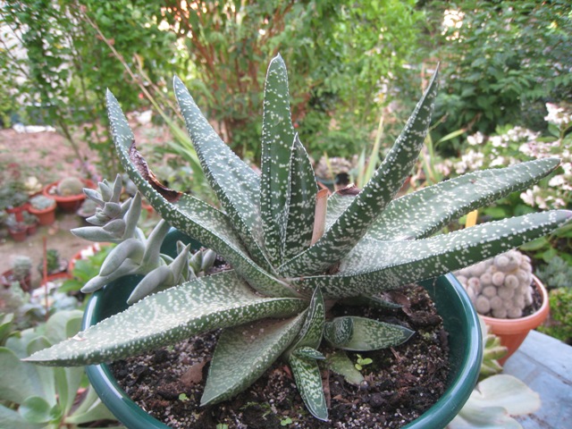 [Foto de planta, jardin, jardineria]
