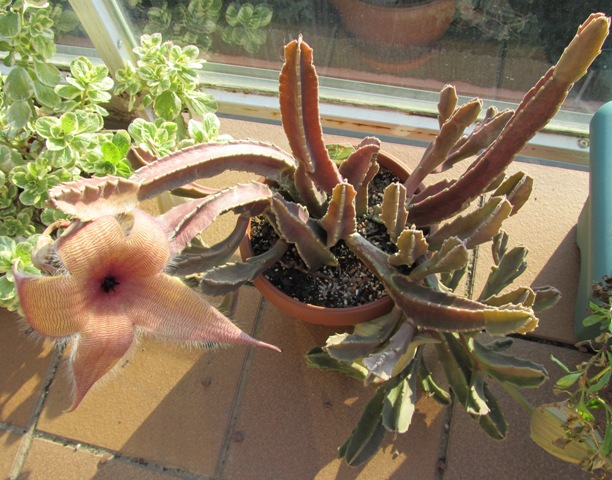 [Foto de planta, jardin, jardineria]
